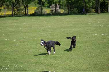 Spielende Hunde im Park